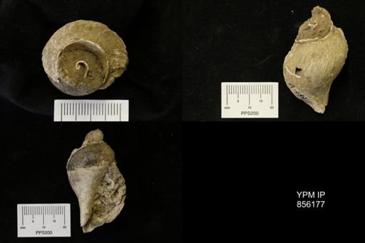 undet. Fasciolariidae
