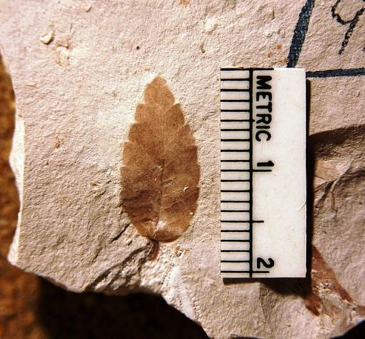 Zelkova oregoniana
