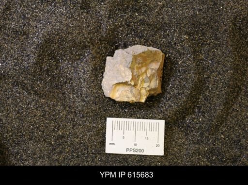 undet. Bivalvia