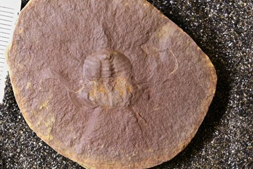 Euproops danae