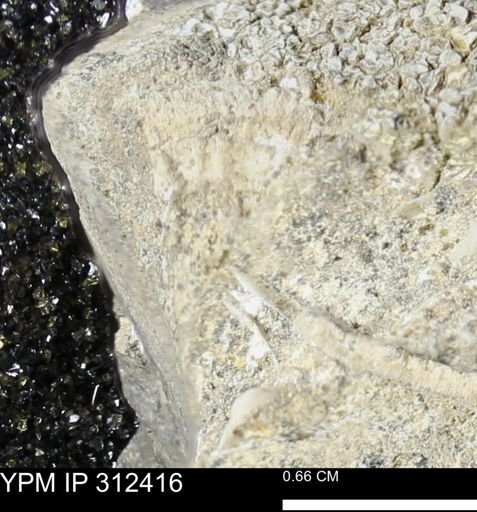 undet. Bivalvia