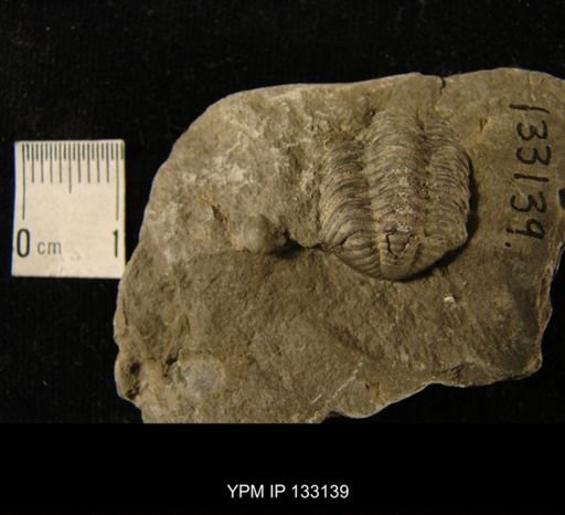 Phacops sp.