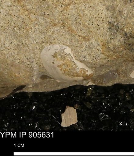 undet. Bivalvia