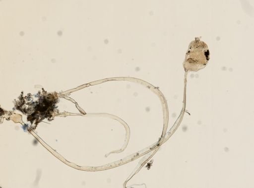 Barentsia laxa