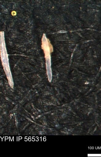 undet. Porifera