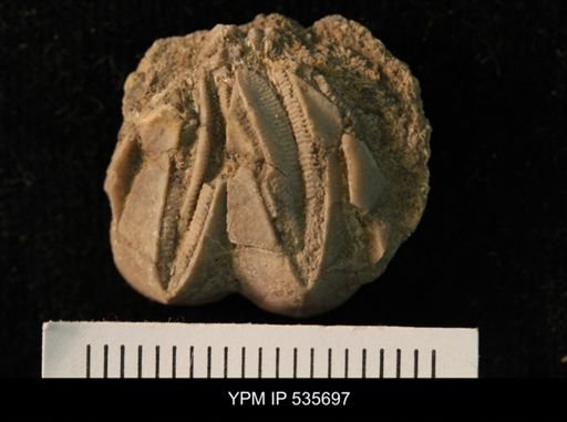 Pentremites godoni