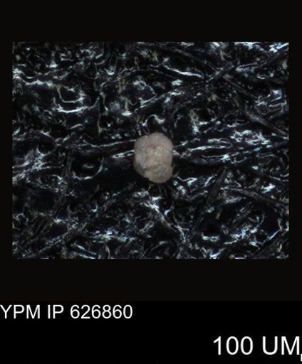 undet. Foraminiferida
