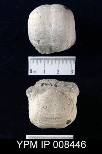 Dictyoclostus burlingtonensis