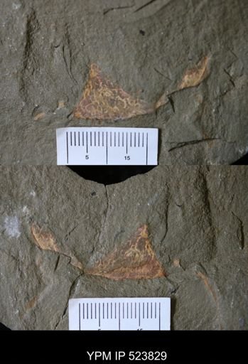 undet. Arthropoda