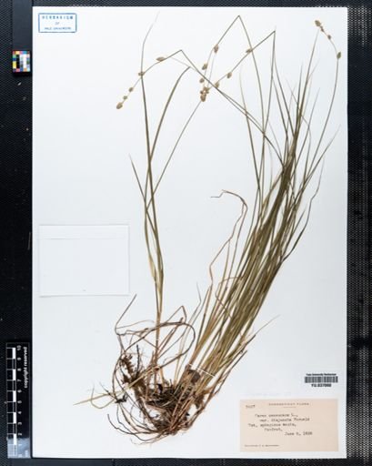 Carex canescens