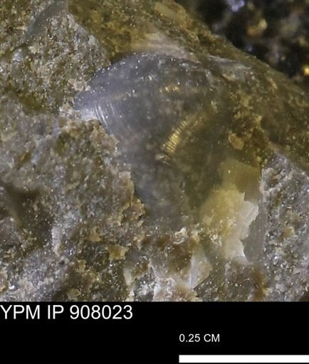 undet. Mollusca