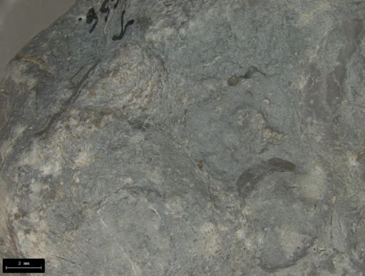 Aplocoma damesii