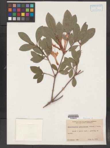 Rhododendron arborescens