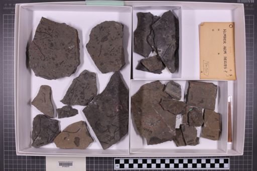mixed taxa, stratigraphic collection
