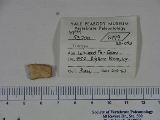Trionyx sp.