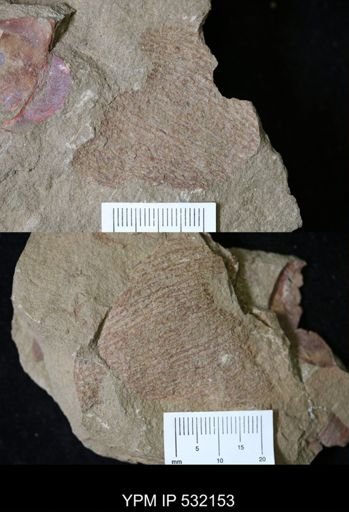 undet. Graptolithina