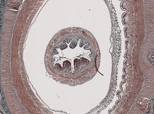 Cerebratulus lacteus