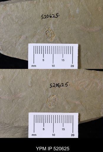 Chauvelicystis sp.