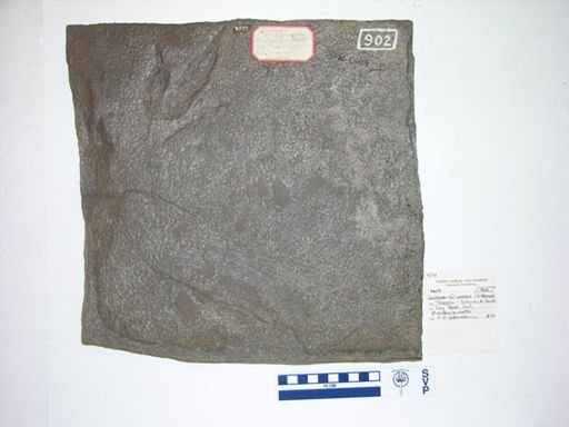 Grallator cf. cuneatus