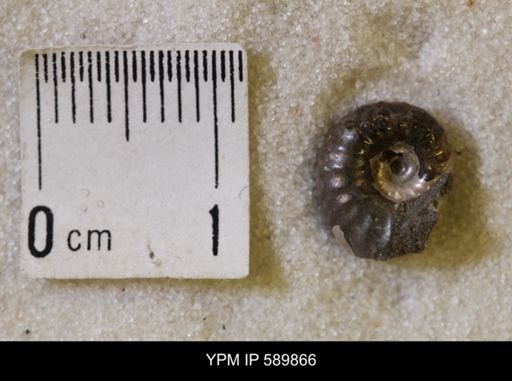 Hoploscaphites comprimus