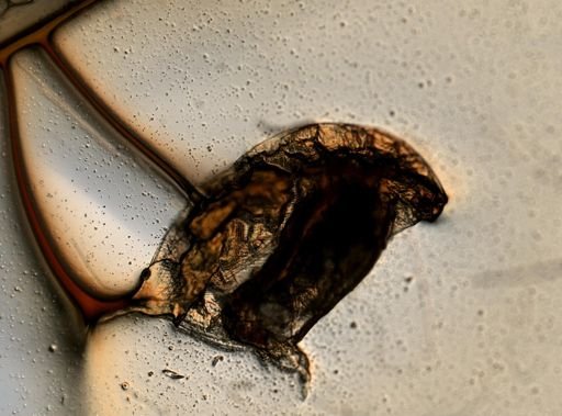 Daphnia pulex