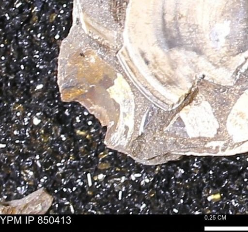 Limopsis striatopunctatus
