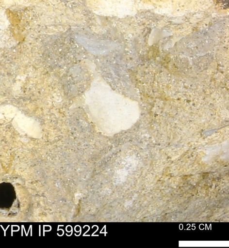 undet. Bryozoa