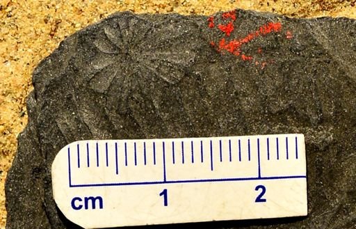 Annularia sp.