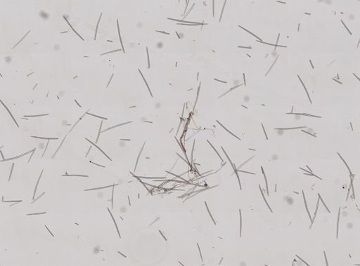 Halichondria bowerbanki