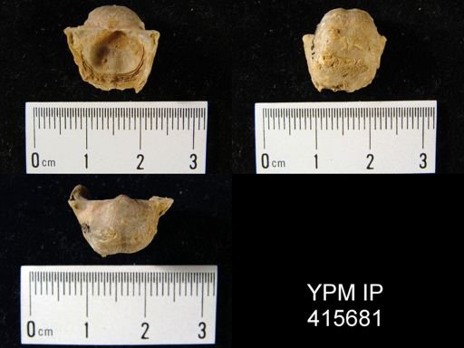 Marginifera haydenensis