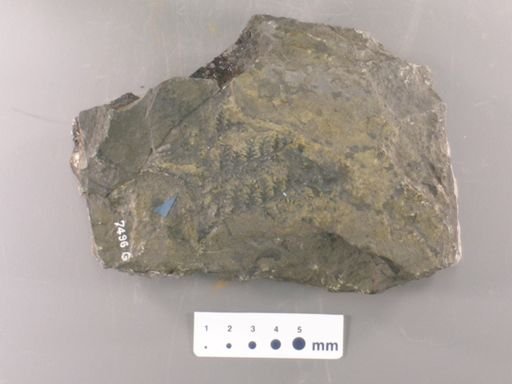 Sphenopteris sp.