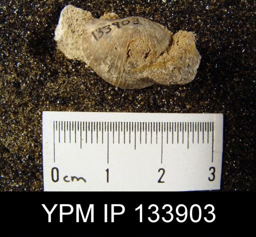 Stropheodonta inaequistriata