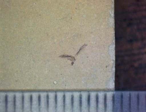 undet. Insecta