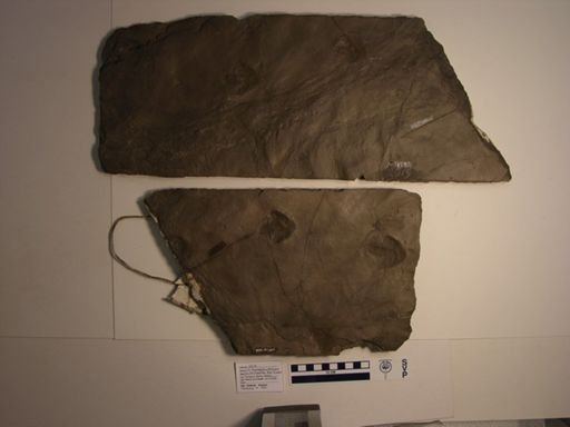 cf. Anomoepus minimus