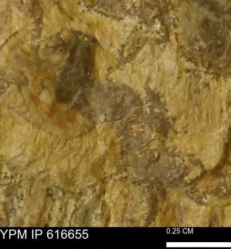 Teredo sp.