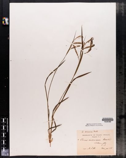 Carex prasina