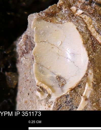 undet. Mollusca