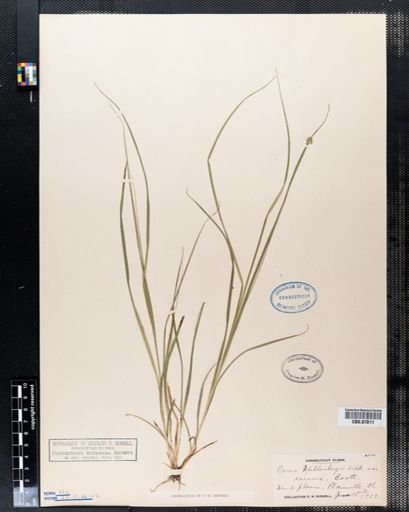 Carex muehlenbergii