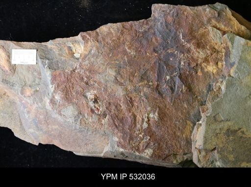 undet. Dendroidea