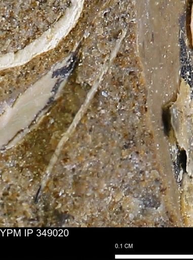 undet. Mollusca