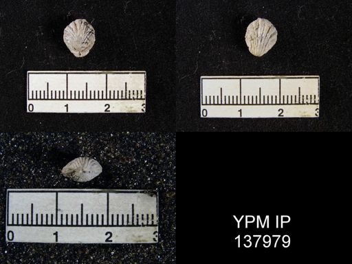 Hustedia sp.