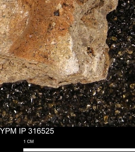 undet. Mollusca