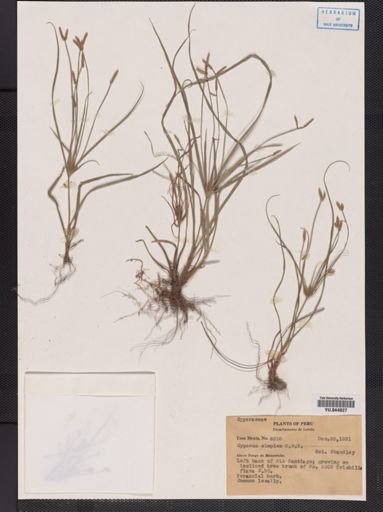 Cyperus