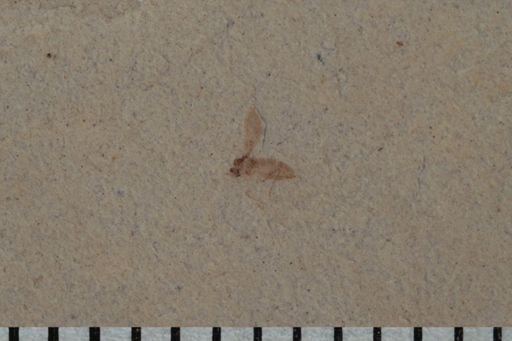 undet. Diptera