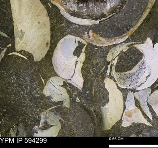 Protocardia sp.