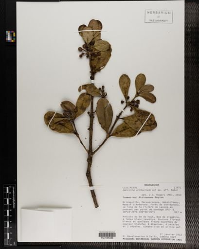 Plantae