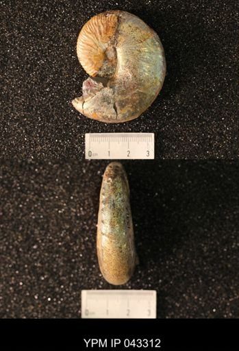 Hoploscaphites nicolletii