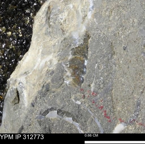undet. Scaphitidae