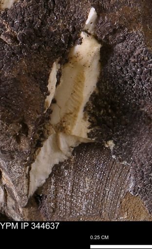 undet. Mollusca