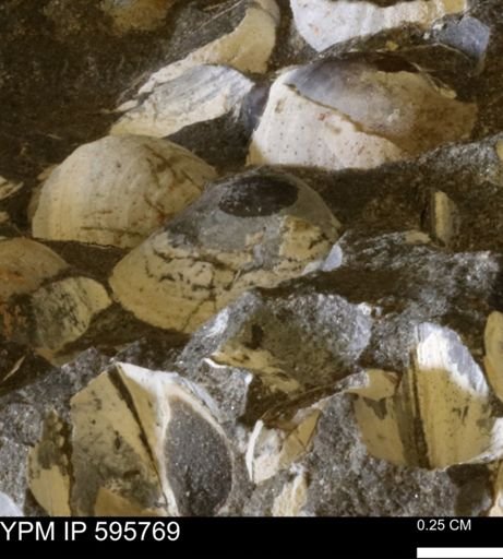 Protocardia sp.